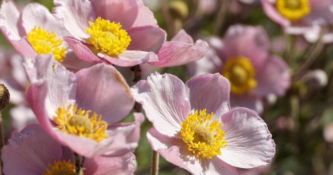 Maison_:_comment_préparer_vos_plantes_pour_la_saison_hivernale_?