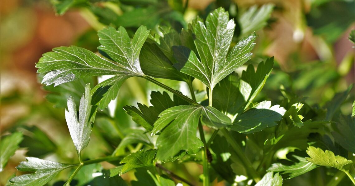 Parfumez_votre_cuisine_avec_un_jardin_d_herbes_aromatiques_maison